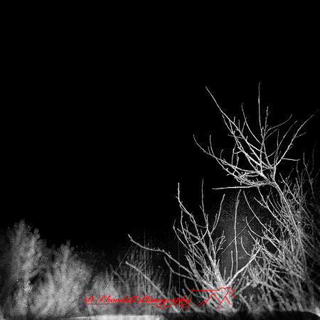 florida-2014-infrared-010-nas