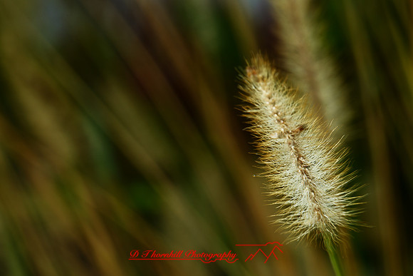florida-nature-images-2011-21-nas