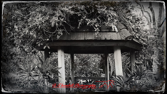 florida-march-2016-iphone-selby-gardens-020