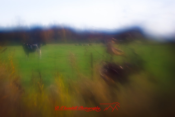 assorted-images-2010_82-nik