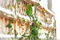 assorted_images-2009_003.jpg