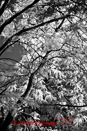 infrared-2008_014