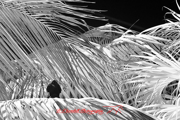 florida-2008-nature-infrared_57.jpg