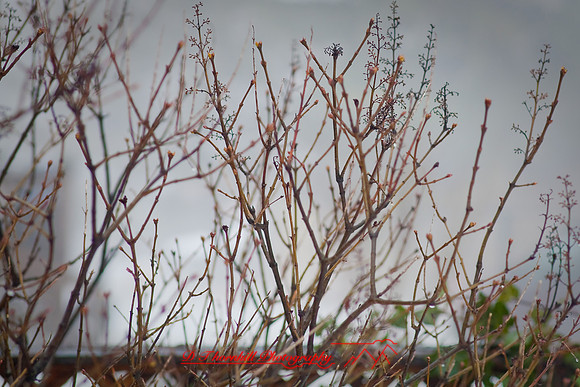 assorted_images-2008_46.jpg