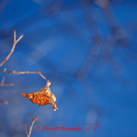 shaiawasses-april-2013-12