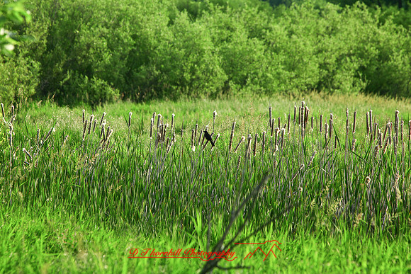 shiawasse-june-2006_011
