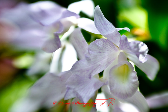 florida-2009-flowers_05.jpg