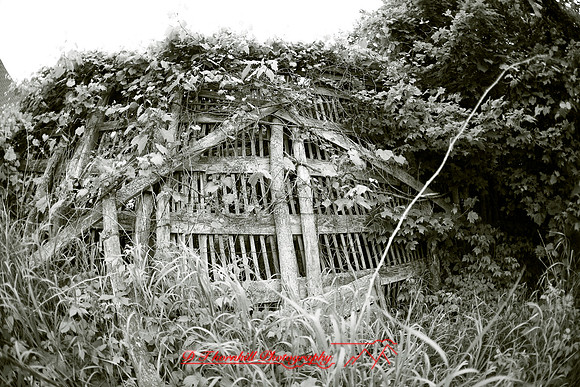 bird-farm_june-2006_53