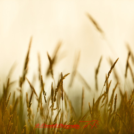 shaiawasses-may-2013-22