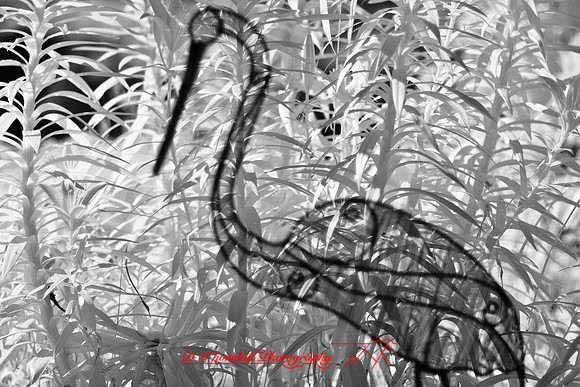 infrared-bay-city-2010-18-nik