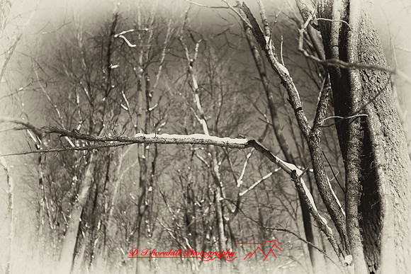 shiawassee_january-2010_08-nik.jpg