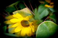 florida-nature-images-2011-09