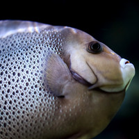 florida-nov-2014-sealife-012