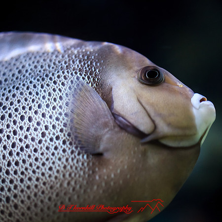 florida-nov-2014-sealife-012