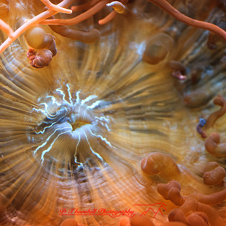 florida-nov-2014-sealife-007