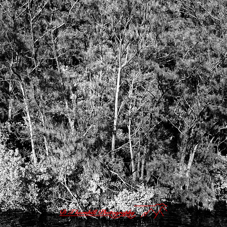 FL-March 2018-048_DxO
