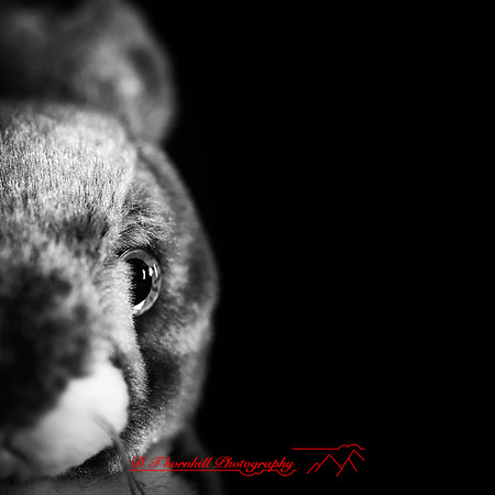 beanie babys-2019-002