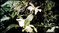 florida-march-2016-iphone-selby-gardens-001