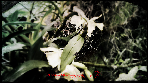 florida-march-2016-iphone-selby-gardens-001
