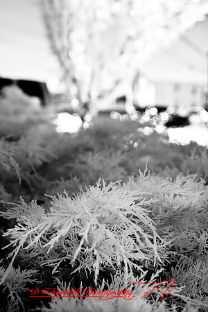 bay_city-infrared-2008_28