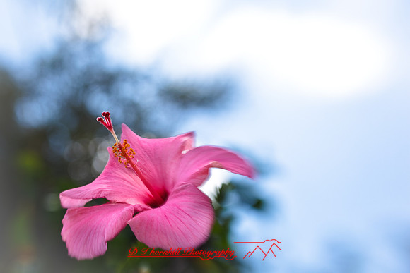 florida-2009-flowers_01.jpg