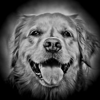 bird-puppys-and-people-2013-11