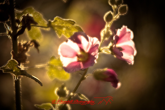 flowers-2008_23.jpg