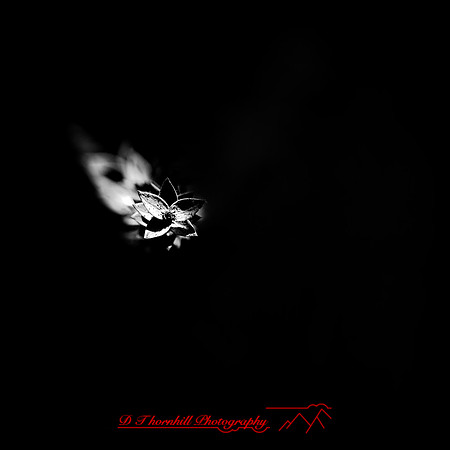 florida-march-2016-064