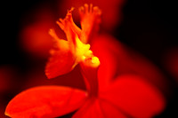florida-flowers-2011-17