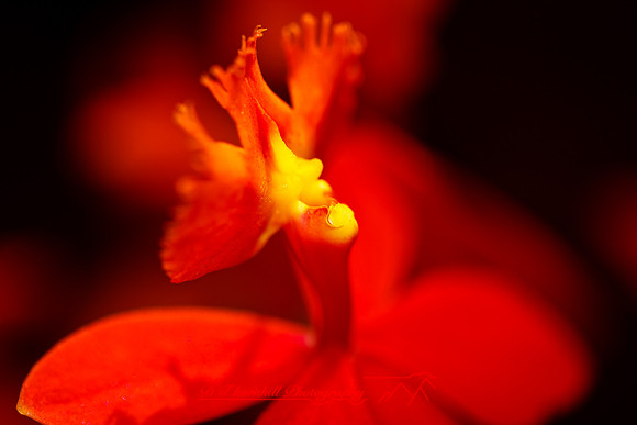 florida-flowers-2011-17