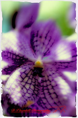 florida-2009-flowers_04-nik.jpg