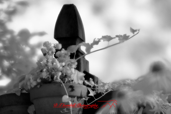 infrared-2008_039