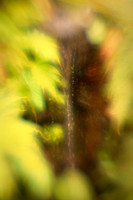 Images Flowers