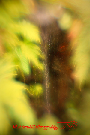 florida-2010-flowers_21