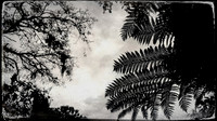 florida-march-2016-iphone-selby-gardens-017