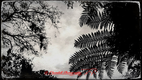 florida-march-2016-iphone-selby-gardens-017