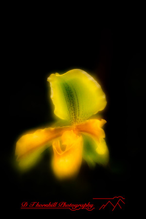 florida-2010-flowers_15