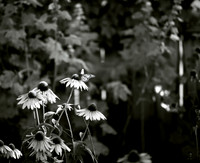 assorted-images-2006_003