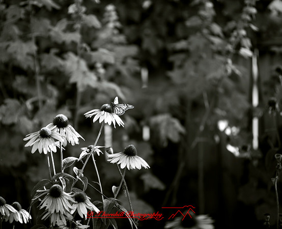 assorted-images-2006_003