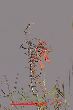 shiawasse-oct-2006_013