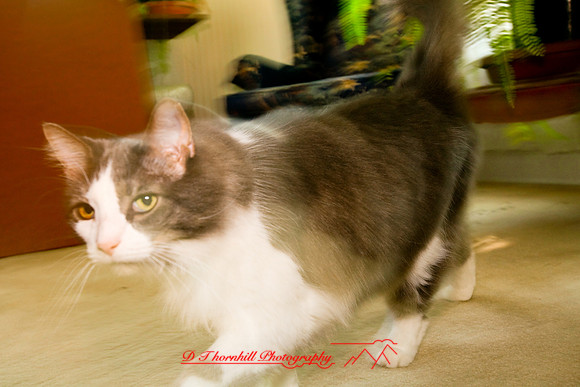 l-m_cats_029.jpg