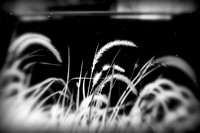 infrared-galesburg_il-2011-08-nas