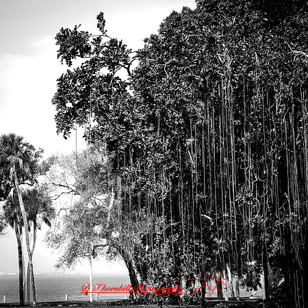 florida-march-2016-063