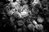 infrared-2010-random_009