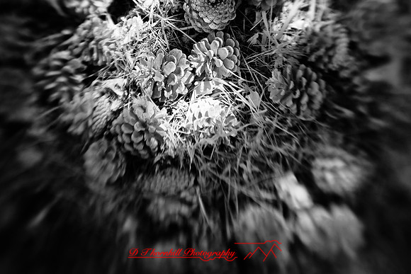 infrared-2010-random_009