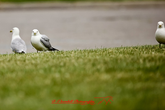 assorted_images-2012-124