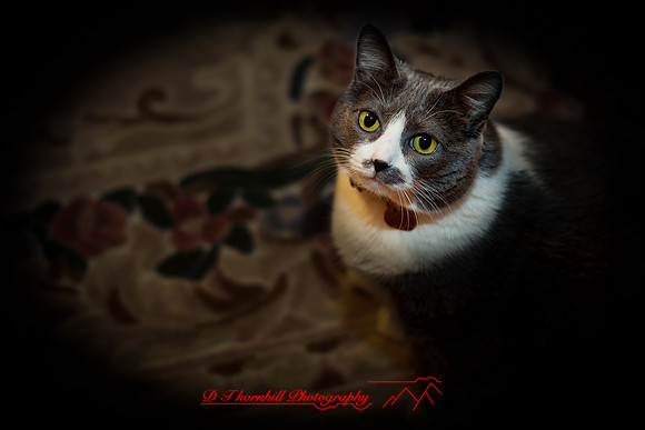 bastet-2010_03-nik