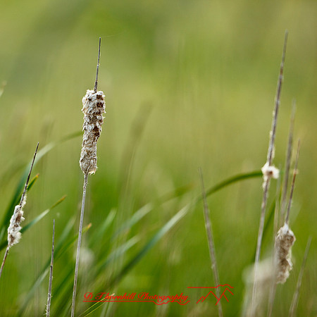 shaiawasses-may-2013-10