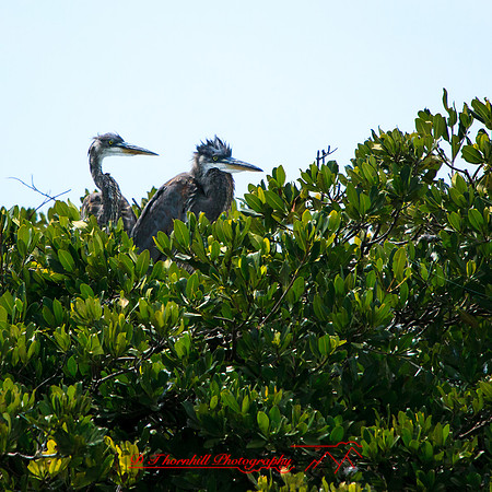 florida-2013-images-089
