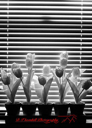 infrared_feb-2008_03